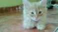 Gatinhos
