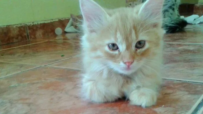 Gato raça  idade 2 a 6 meses nome Gatinhos