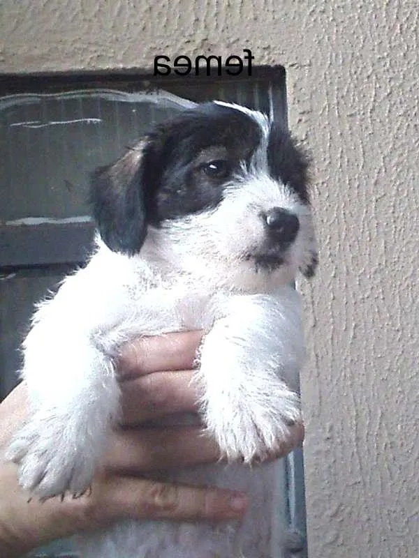 Cachorro ra a SRD idade Abaixo de 2 meses nome filhotes lindos