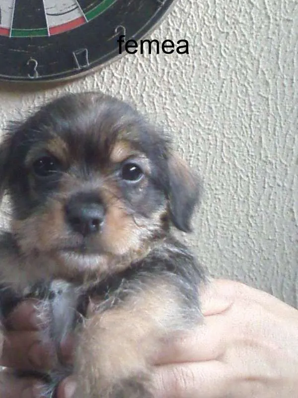 Cachorro ra a SRD idade Abaixo de 2 meses nome filhotes lindos