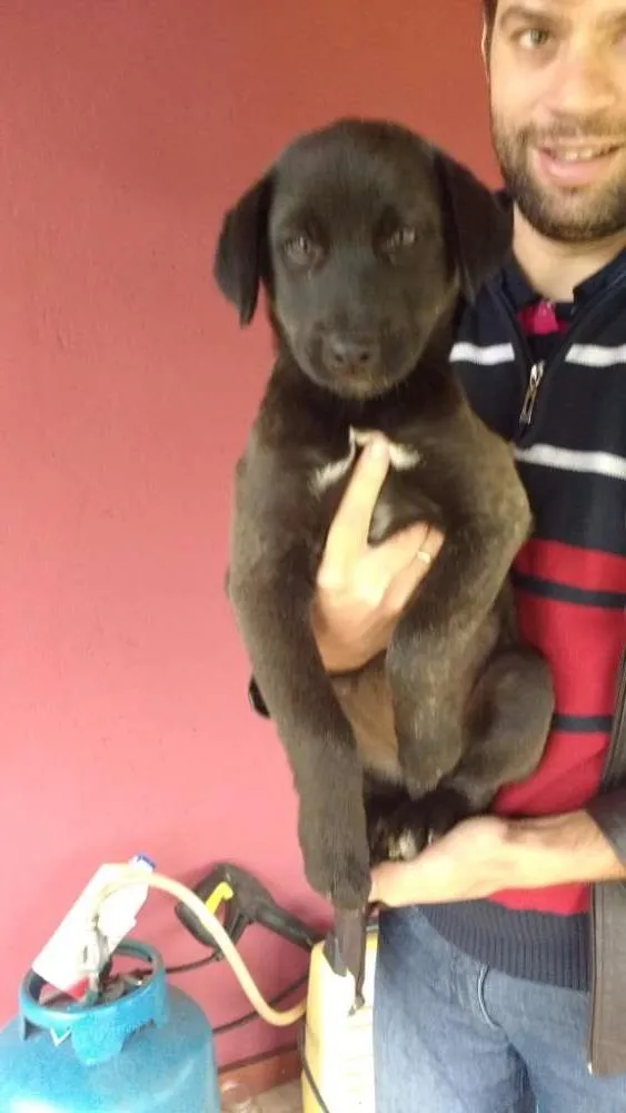 Cachorro ra a SRD idade 2 a 6 meses nome Fred, Lilica, Cherry