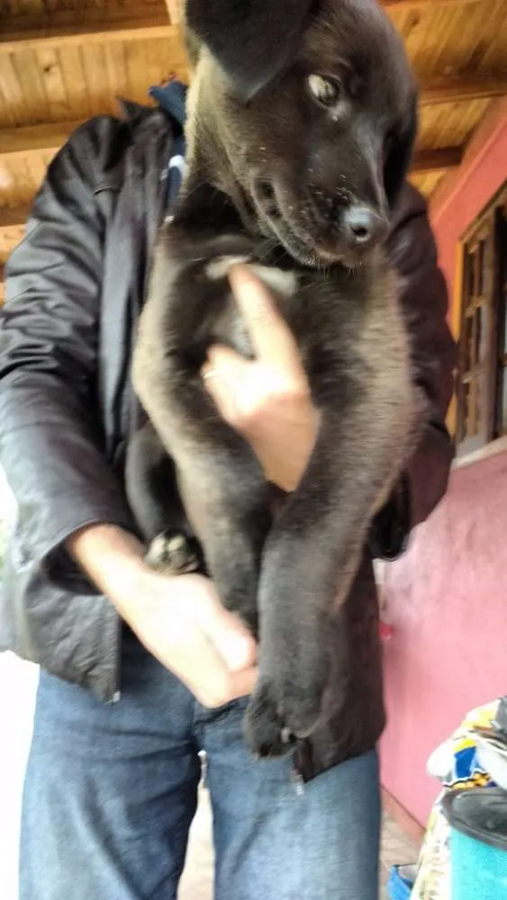 Cachorro ra a SRD idade 2 a 6 meses nome Fred, Lilica, Cherry
