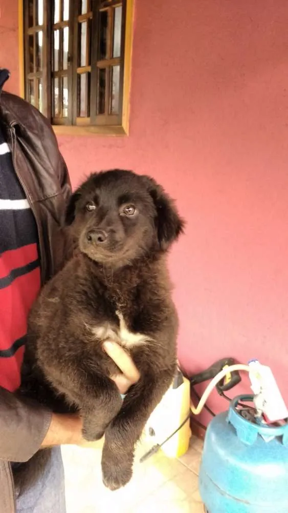 Cachorro ra a SRD idade 2 a 6 meses nome Fred, Lilica, Cherry