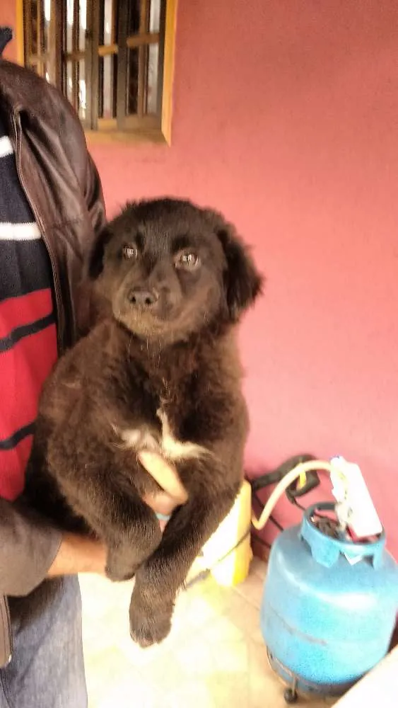 Cachorro ra a SRD idade 2 a 6 meses nome Fred, Lilica, Cherry