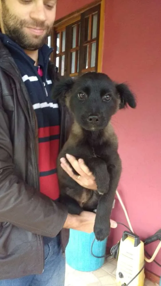 Cachorro ra a SRD idade 2 a 6 meses nome Fred, Lilica, Cherry