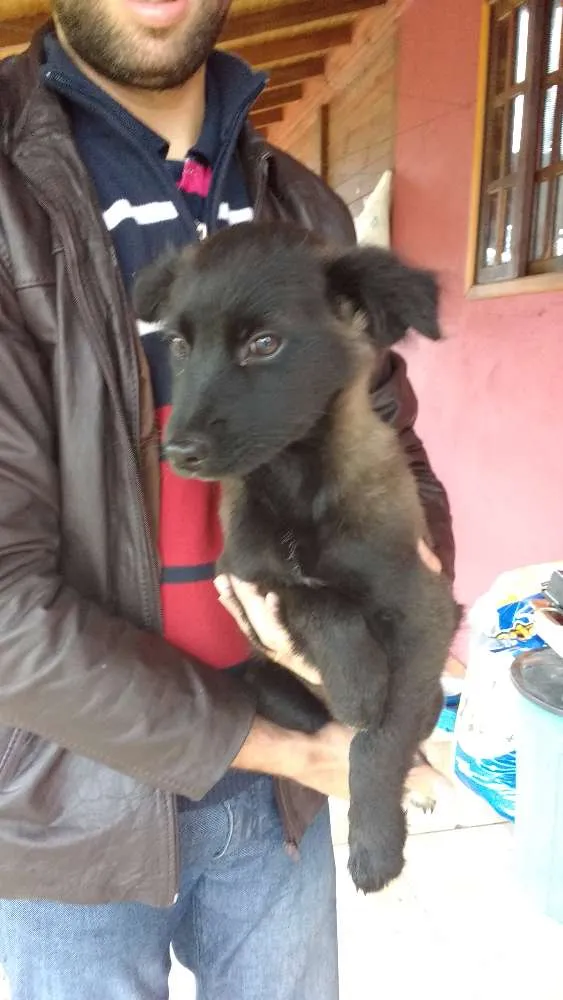 Cachorro ra a SRD idade 2 a 6 meses nome Fred, Lilica, Cherry