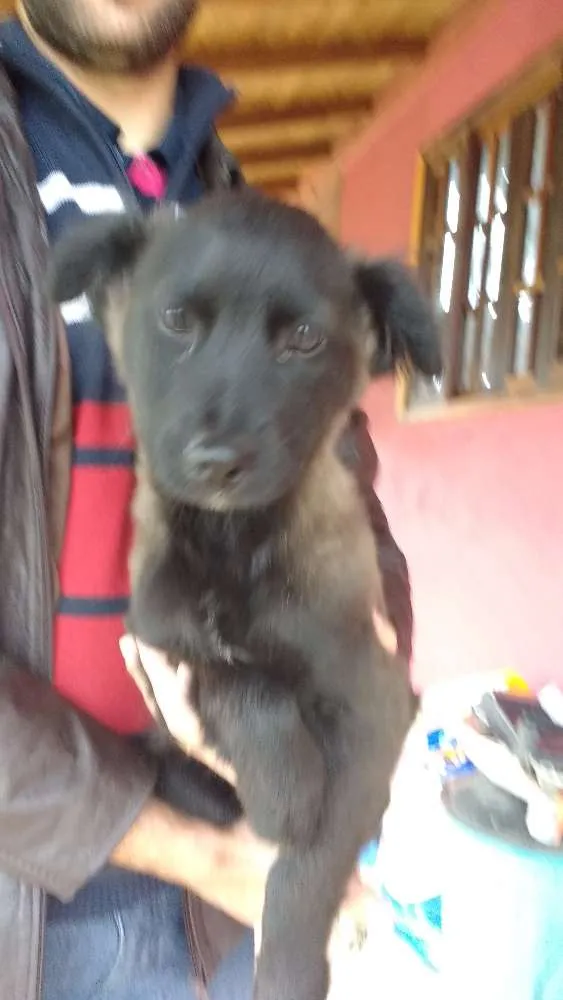 Cachorro ra a SRD idade 2 a 6 meses nome Fred, Lilica, Cherry