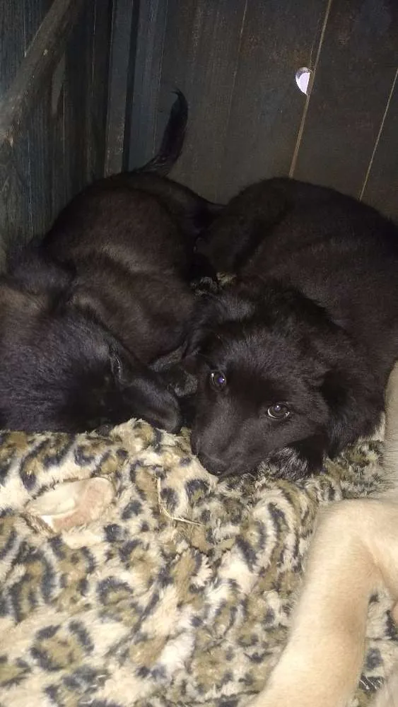 Cachorro ra a SRD idade 2 a 6 meses nome Fred, Lilica, Cherry