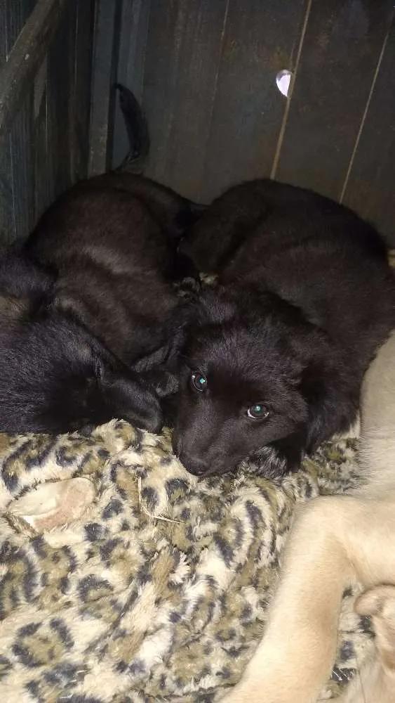 Cachorro ra a SRD idade 2 a 6 meses nome Fred, Lilica, Cherry
