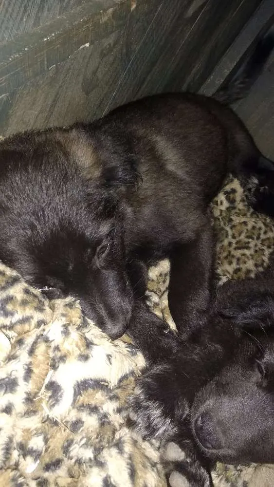 Cachorro ra a SRD idade 2 a 6 meses nome Fred, Lilica, Cherry