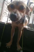 Chiquinha