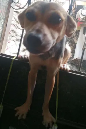Cachorro raça Vira lata  idade 1 ano nome Chiquinha
