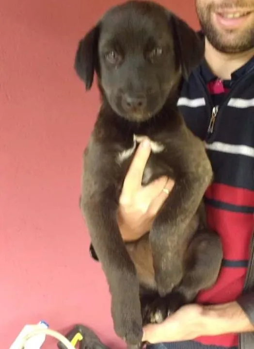 Cachorro ra a SRD idade 2 a 6 meses nome Fred, Lilica, Cherry