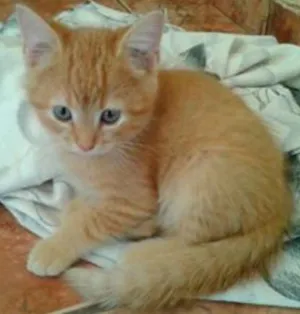 Gato raça  idade 2 a 6 meses nome Gatinhos