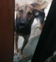 Pretinha 