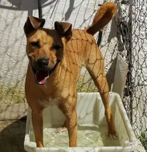 Cachorro raça  idade 1 ano nome Toby
