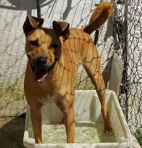 Cachorro ra a  idade 1 ano nome Toby