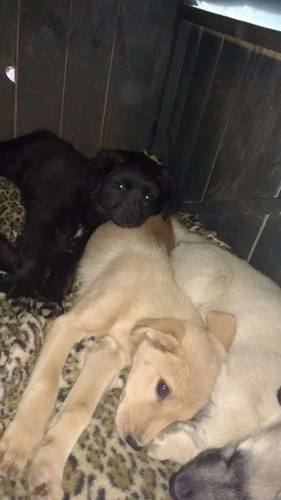 Cachorro ra a SRD idade 2 a 6 meses nome Hommer e Penelope