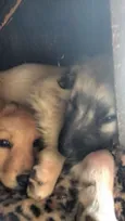 Hommer e Penelope