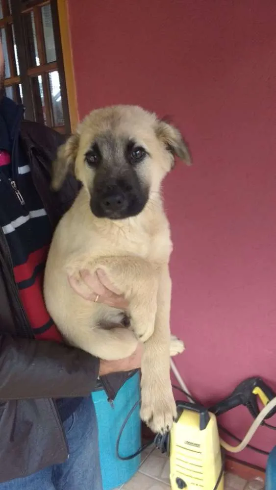 Cachorro ra a SRD idade 2 a 6 meses nome Hommer e Penelope
