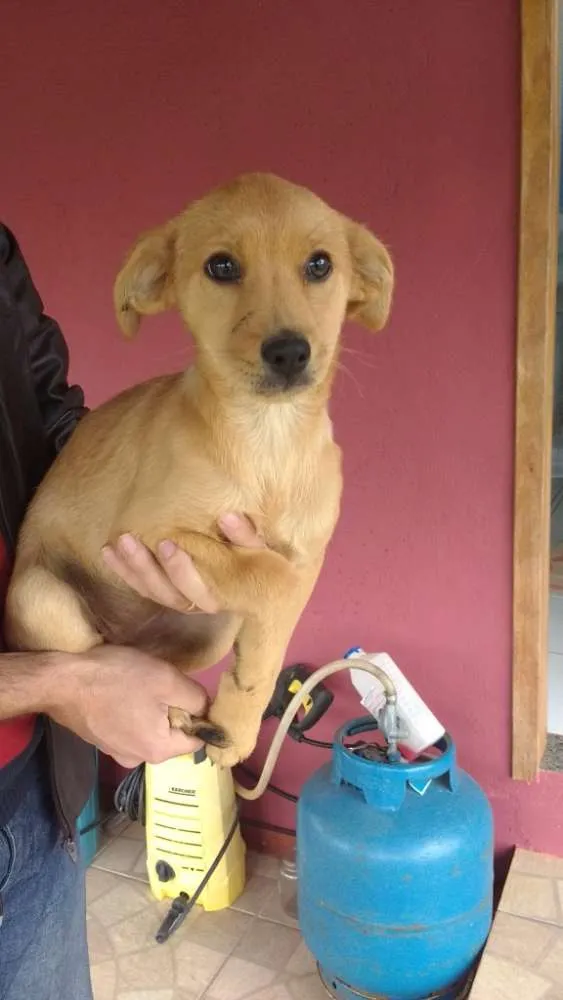 Cachorro ra a SRD idade 2 a 6 meses nome Hommer e Penelope