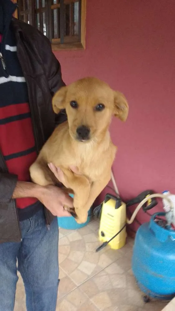 Cachorro ra a SRD idade 2 a 6 meses nome Hommer e Penelope