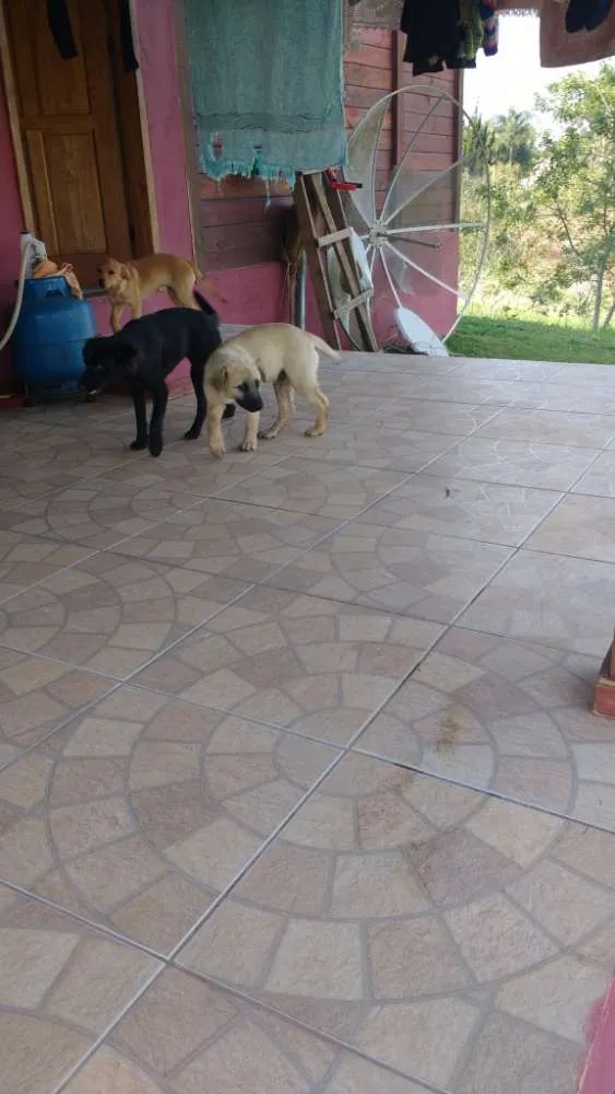 Cachorro ra a SRD idade 2 a 6 meses nome Hommer e Penelope