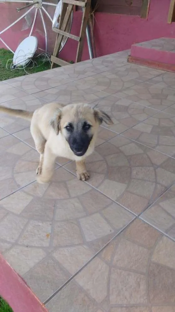 Cachorro ra a SRD idade 2 a 6 meses nome Hommer e Penelope