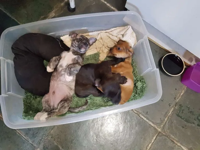 Cachorro ra a  idade 2 a 6 meses nome  1 e 2