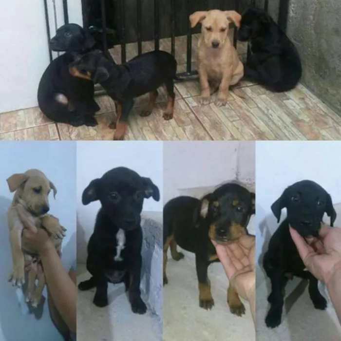 Cachorro ra a SRD idade 2 a 6 meses nome Filhotes