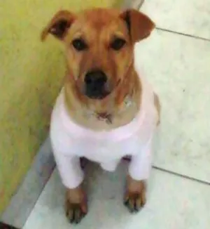 Cachorro raça  idade 2 a 6 meses nome Mel