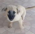 Hommer e Penelope