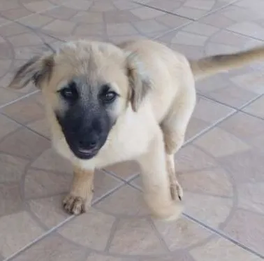 Cachorro ra a SRD idade 2 a 6 meses nome Hommer e Penelope
