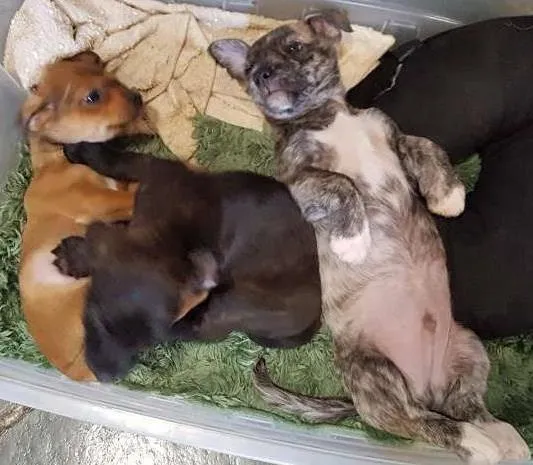 Cachorro ra a  idade 2 a 6 meses nome  1 e 2