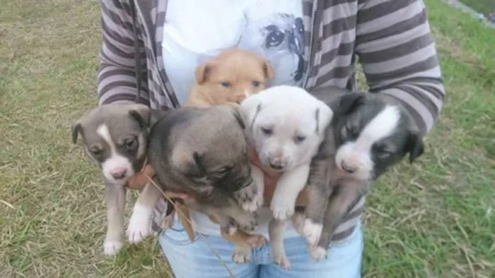 Cachorro ra a srd idade Abaixo de 2 meses nome Filhotes