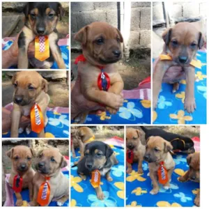 Cachorro raça SRD idade Abaixo de 2 meses nome FILHOTES