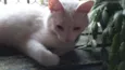 GATA BRANCA