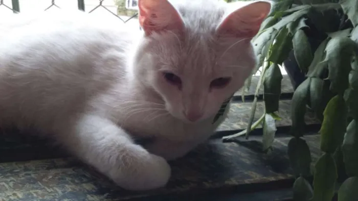 Gato ra a SRD idade  nome GATA BRANCA