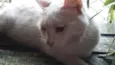 GATA BRANCA