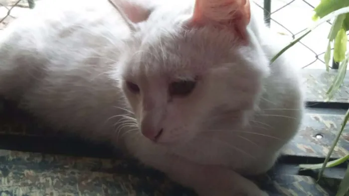 Gato ra a SRD idade  nome GATA BRANCA