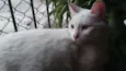 GATA BRANCA