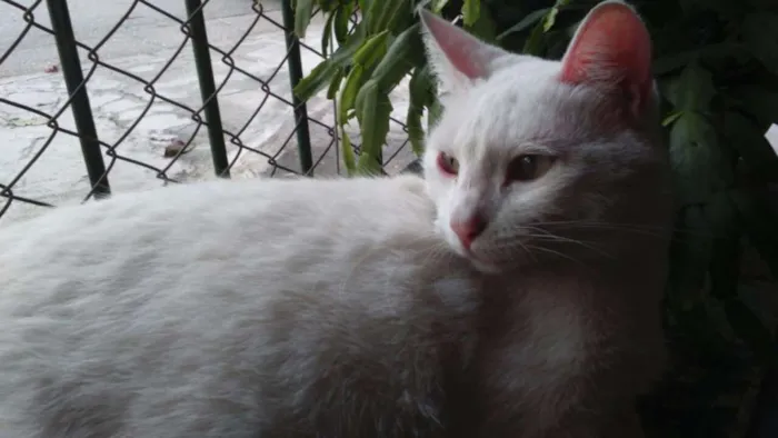 Gato ra a SRD idade  nome GATA BRANCA