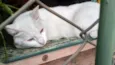 GATA BRANCA