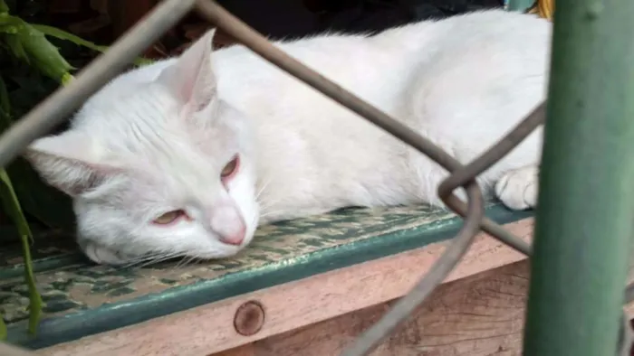 Gato ra a SRD idade  nome GATA BRANCA