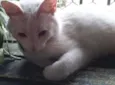 GATA BRANCA