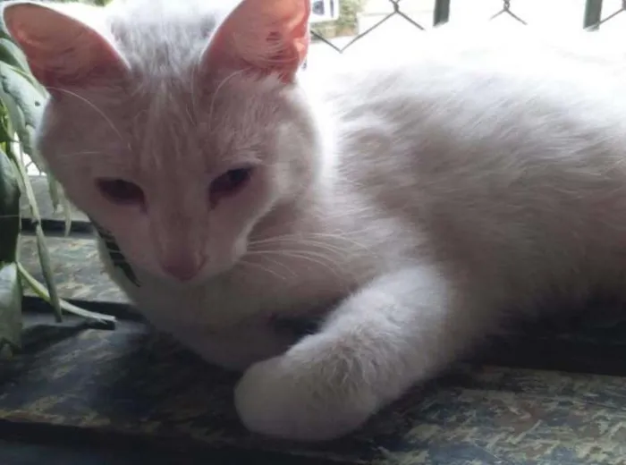 Gato ra a SRD idade  nome GATA BRANCA