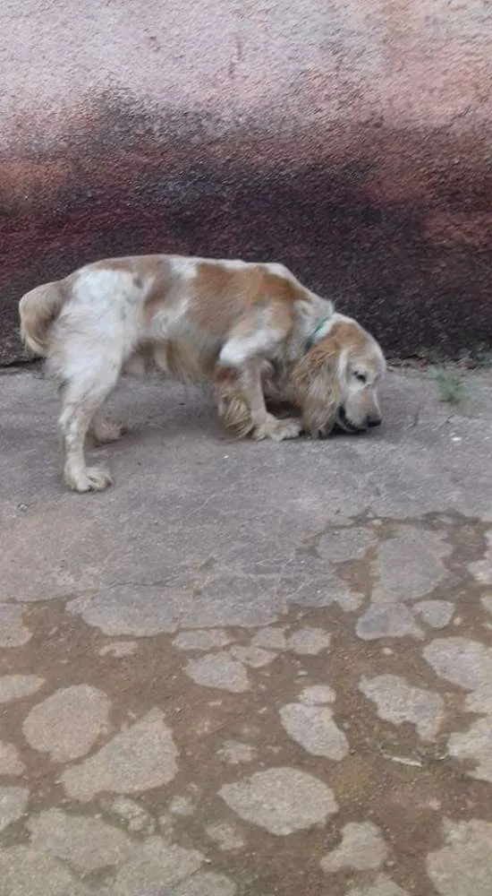 Cachorro ra a Cocker idade 6 ou mais anos nome Sebastian