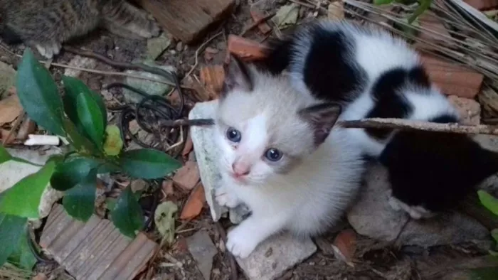 Gato raça misturadas idade 2 a 6 meses nome teo, lucy