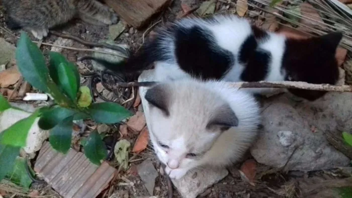 Gato raça misturadas idade 2 a 6 meses nome teo, lucy