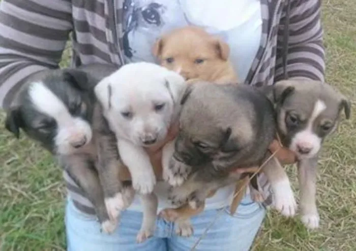 Cachorro ra a srd idade Abaixo de 2 meses nome Filhotes